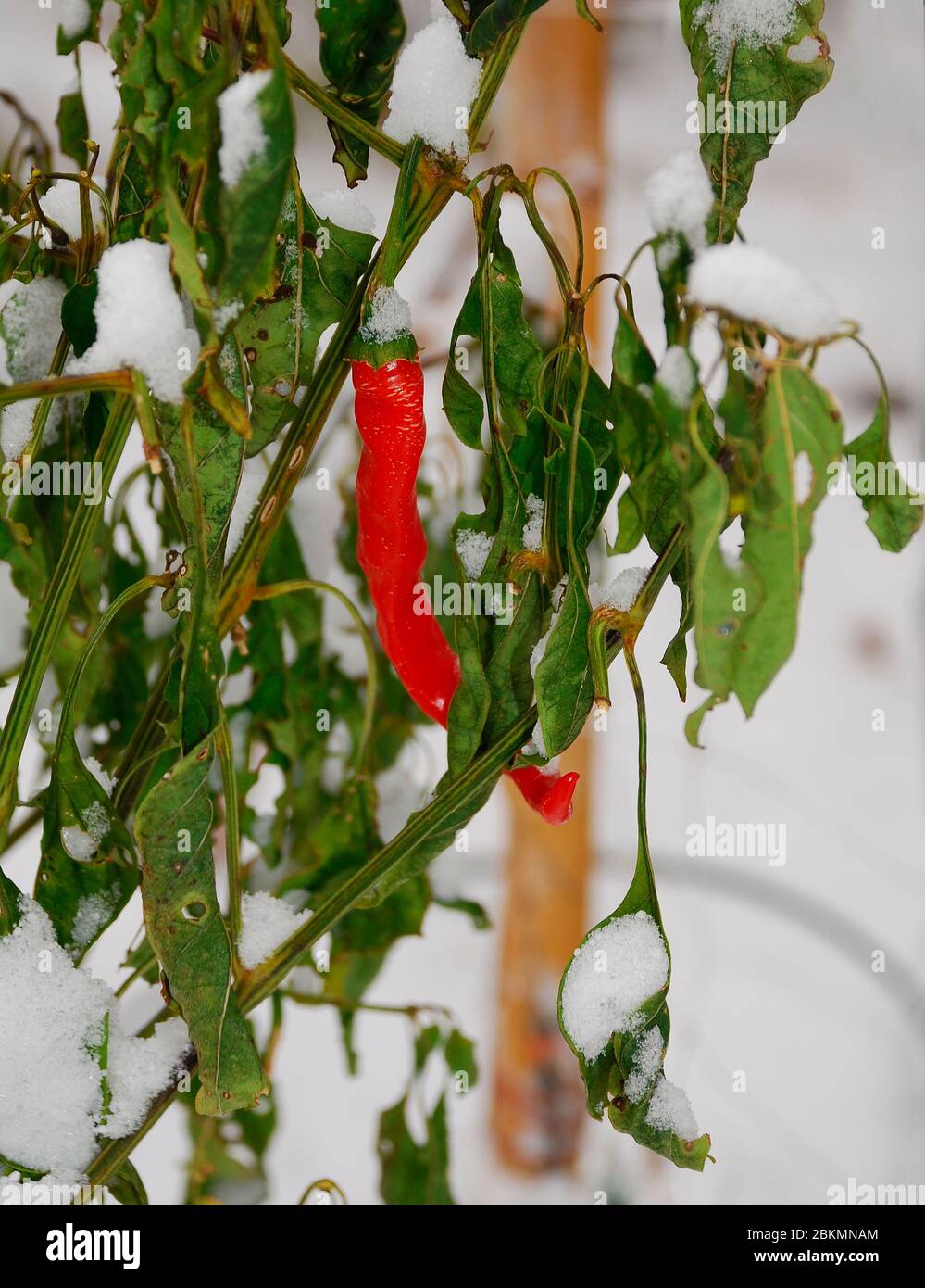 Growing chilli plants hi-res stock photography and images - Alamy