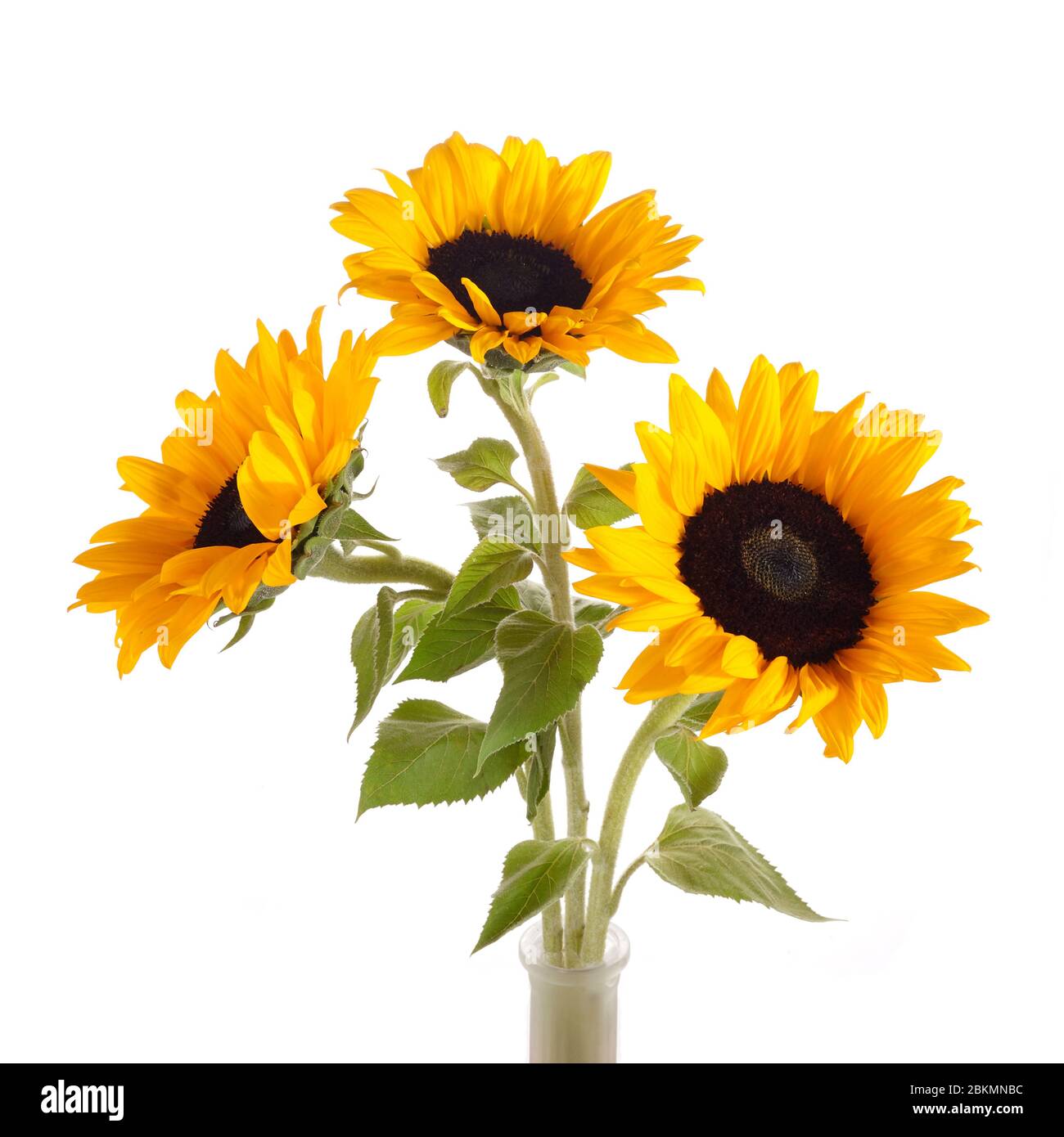 Sunflowers isolated on white background. Seasonal nature background. Stock Photo