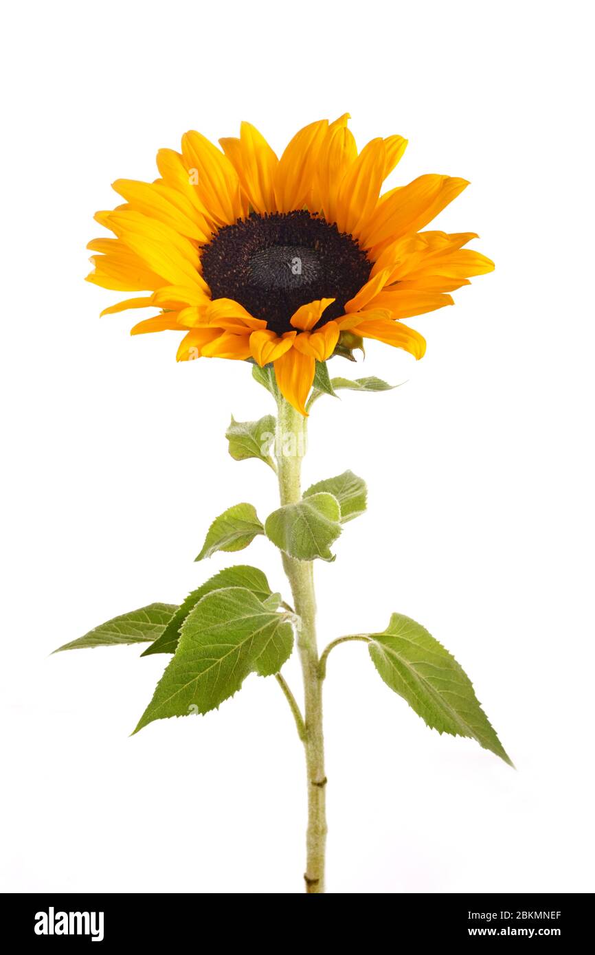 Sunflower isolated on white background. Seasonal nature background. Stock Photo