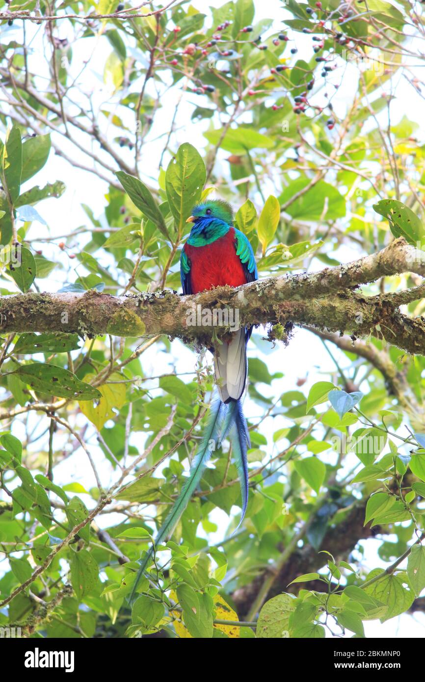 Male Resplendent Quetzal (Pharomachrus mocinno) in a fruiting Little Avocado tree (Ocotea sp.)  in cloud forest, La Amistad National Park, Costa Rica. Stock Photo