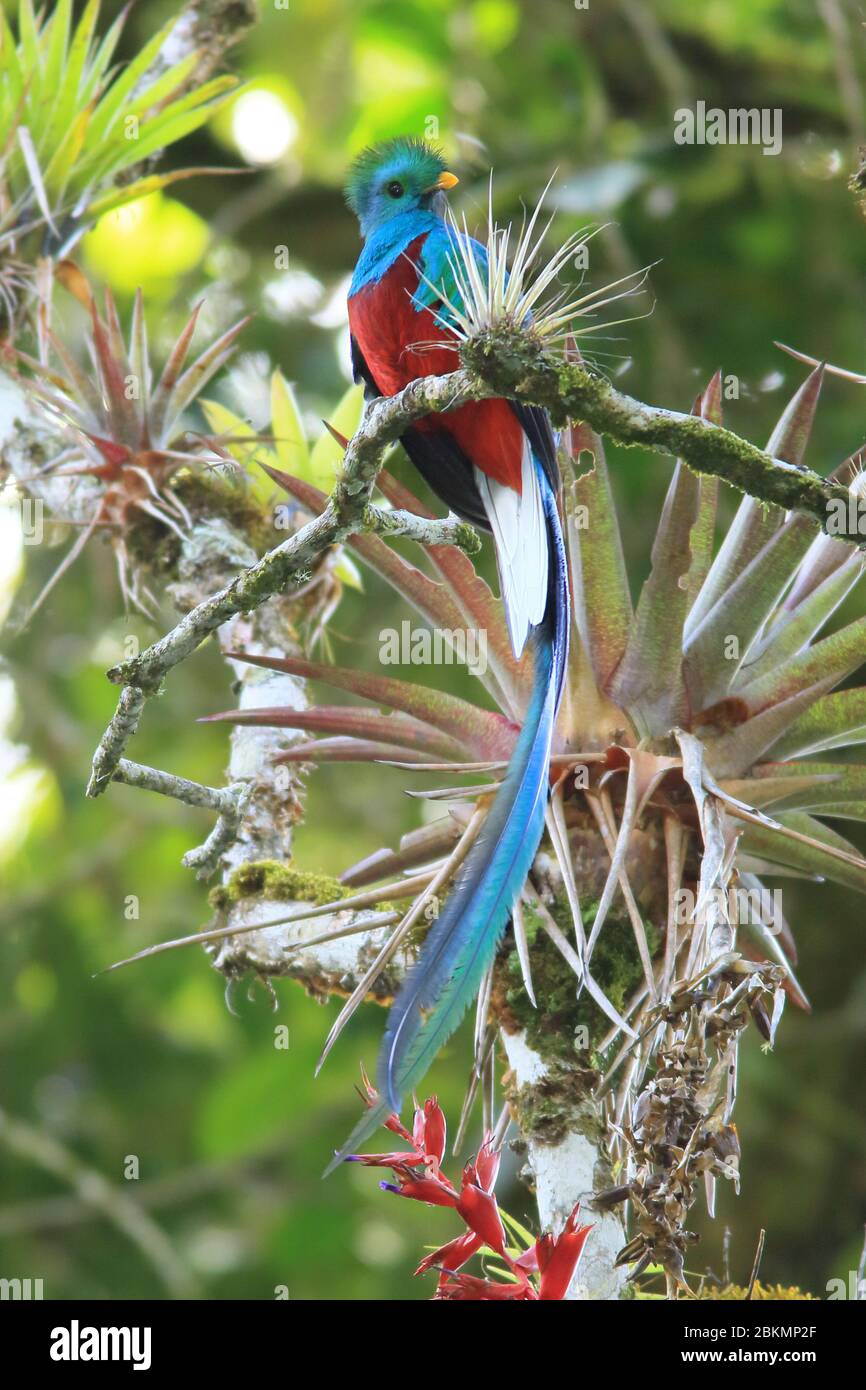 Male Resplendent Quetzal (Pharomachrus mocinno) and bromeliads in cloud forest, La Amistad National Park, Costa Rica. Stock Photo