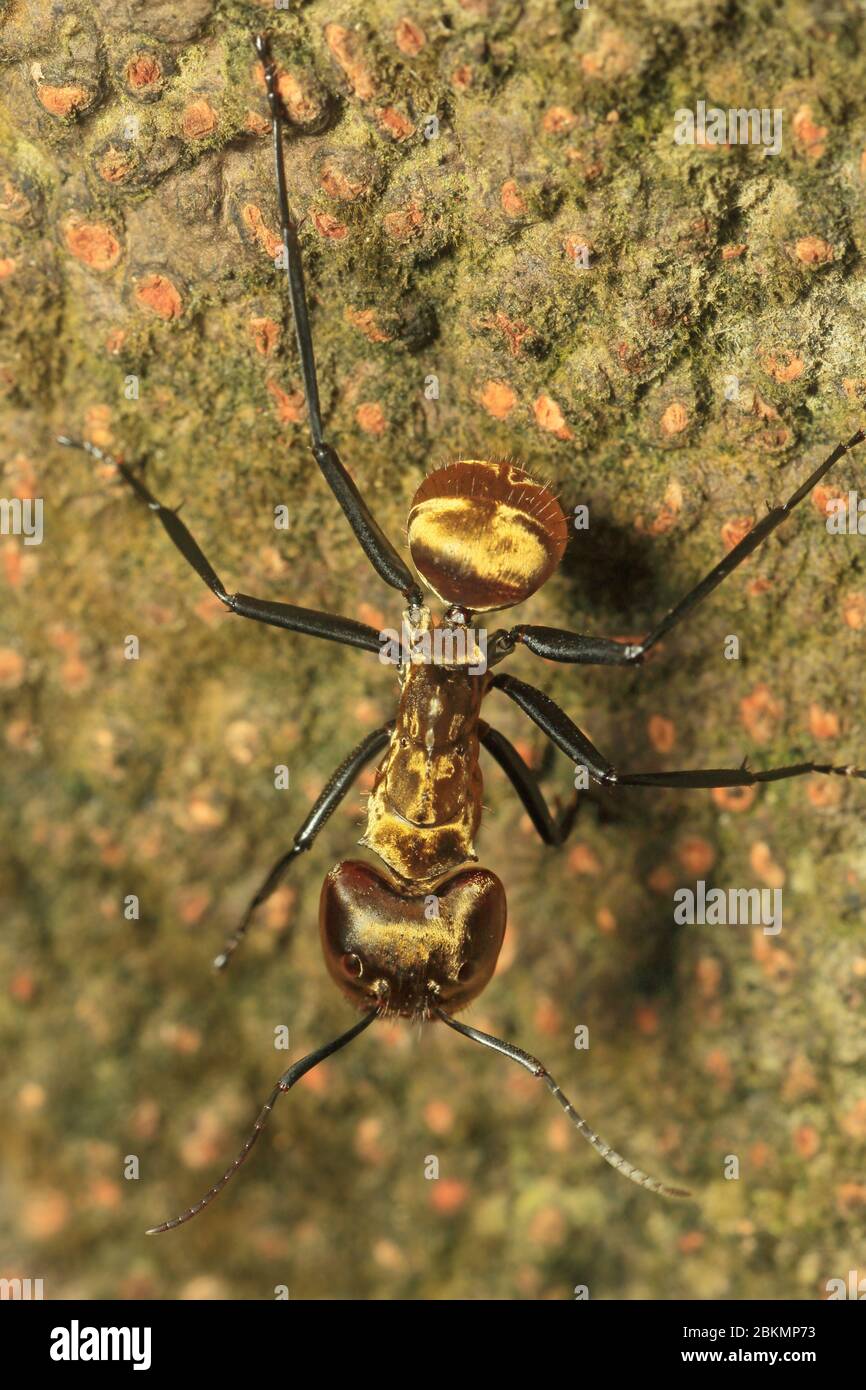 Golden Carpenter Ant (Camponotus sericeiventris) in lowland rainforest, Corcovado National Park, Osa Peninsula, Costa Rica. Stock Photo
