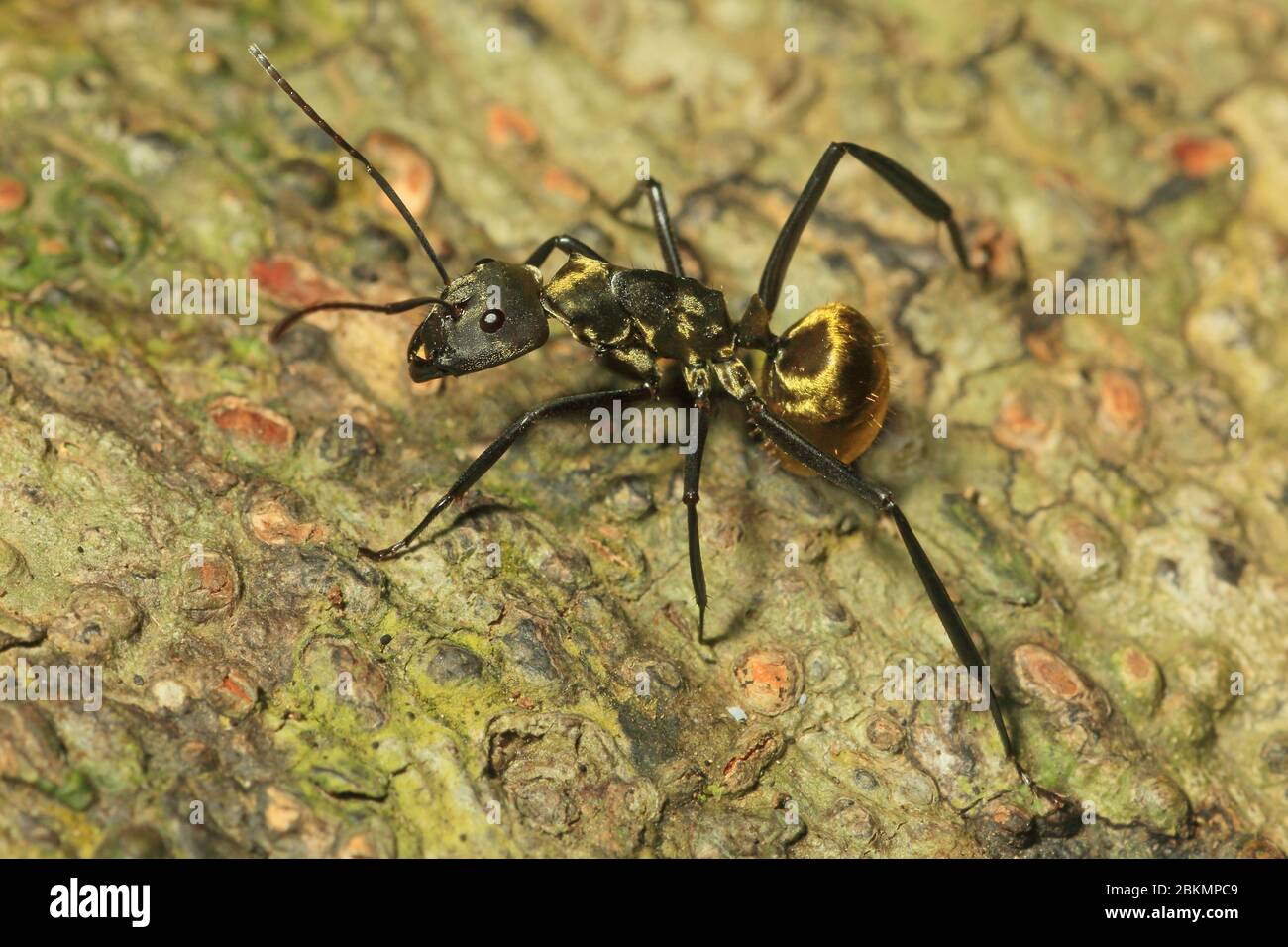Ant gold hi-res stock photography and images - Alamy