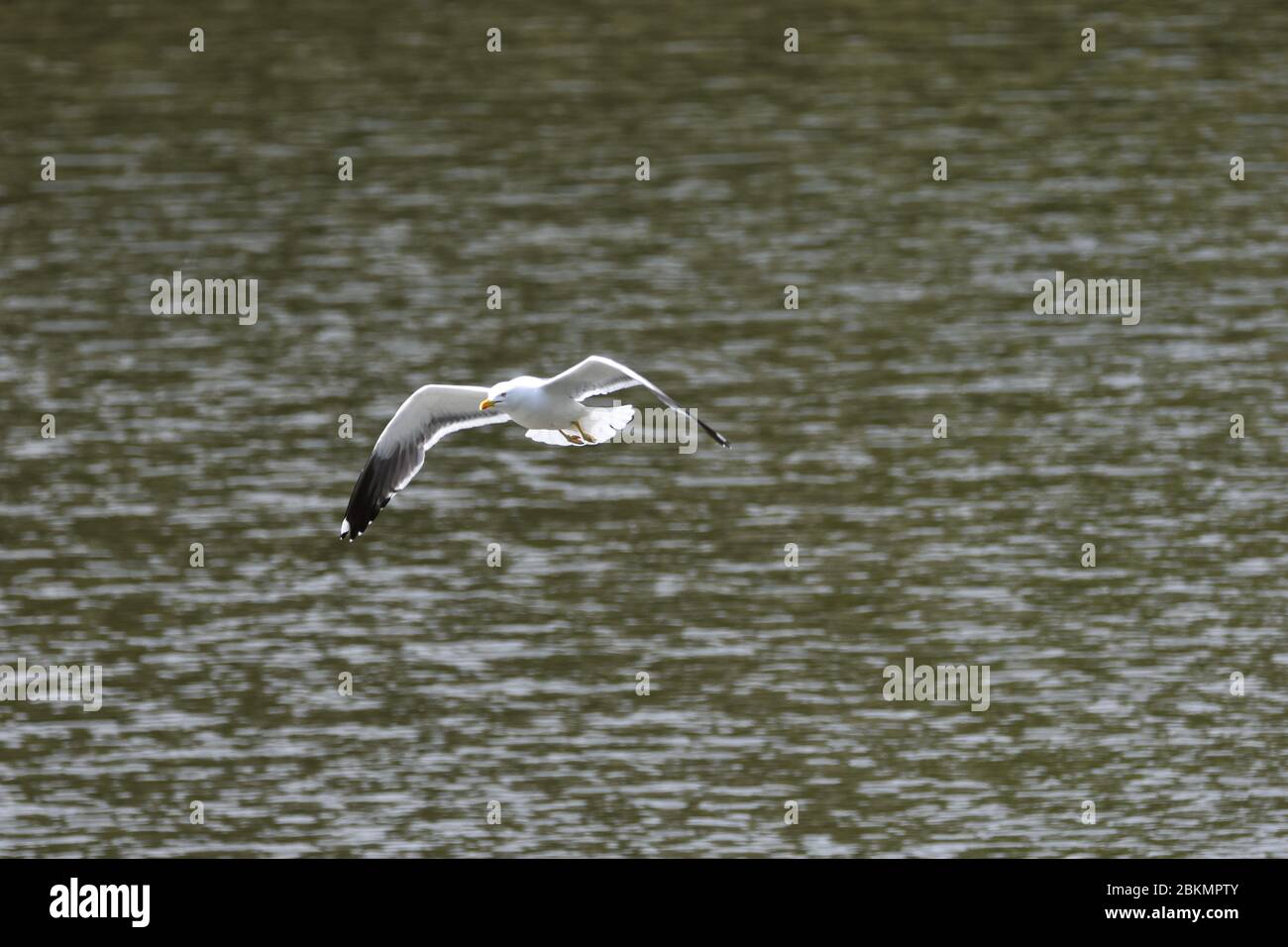 A bird flying with water as the background Stock Photo