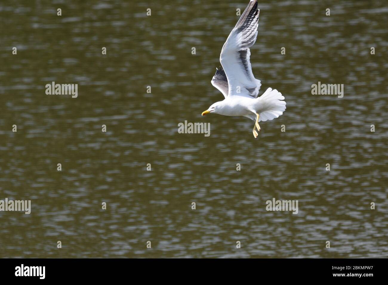 A bird flying with water as the background Stock Photo
