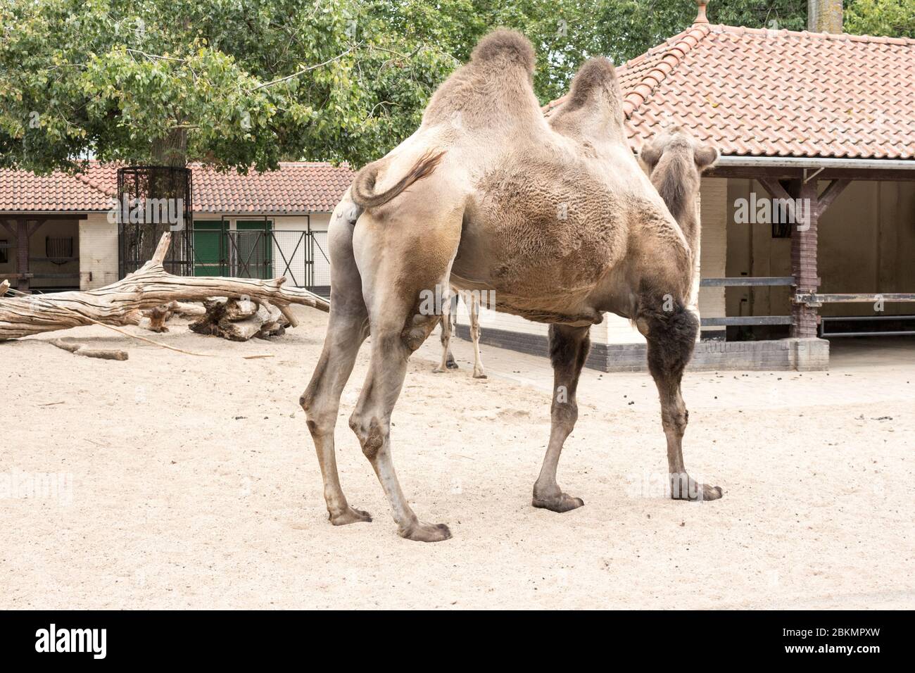 A Majestic Creature in a Foreign Land: The Life and Care of a Camel in a Netherlands Zoo Netherlands lies a zoo that is home to a variety Stock Photo