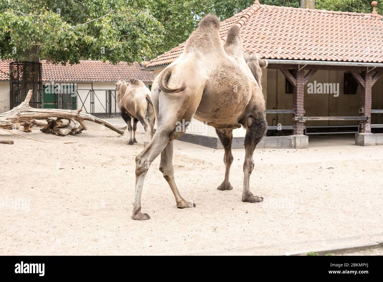 A Majestic Creature in a Foreign Land: The Life and Care of a Camel in a Netherlands Zoo Netherlands lies a zoo that is home to a variety Stock Photo