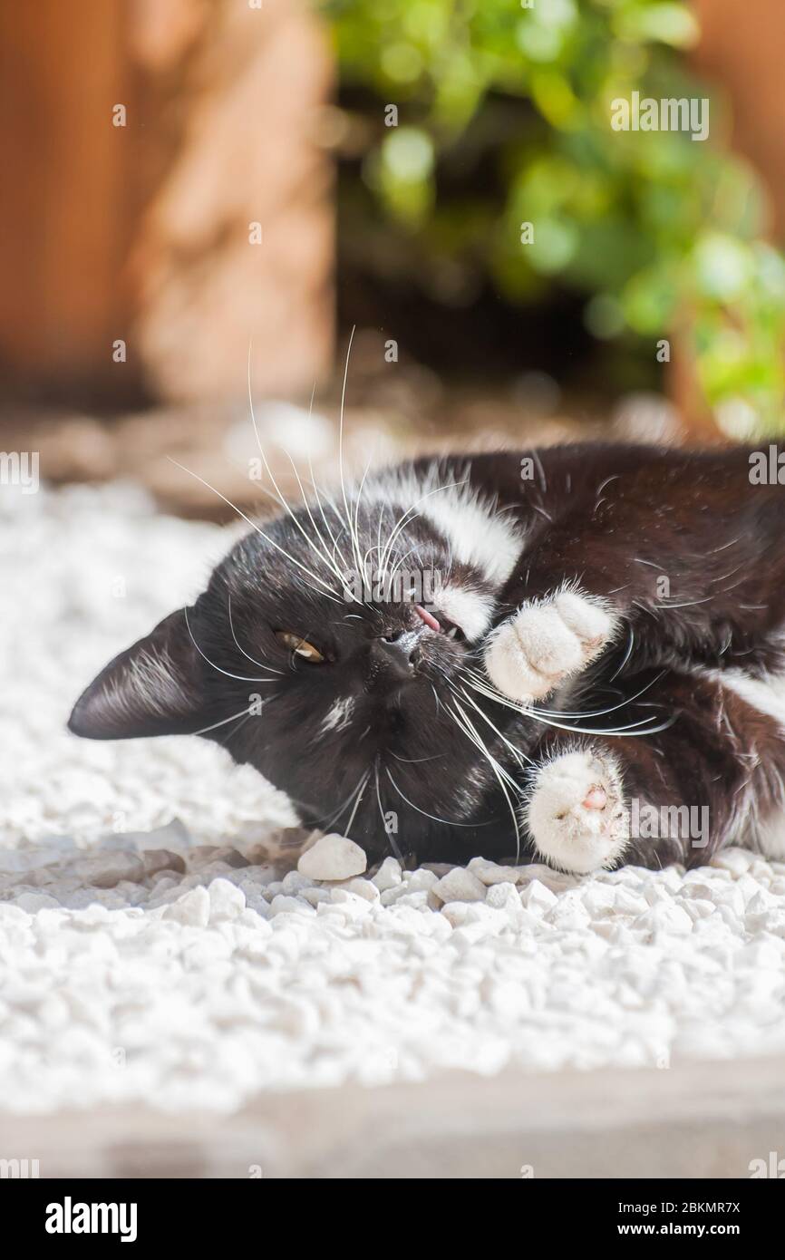 White cat relaxing on garden hi-res stock photography and images - Alamy