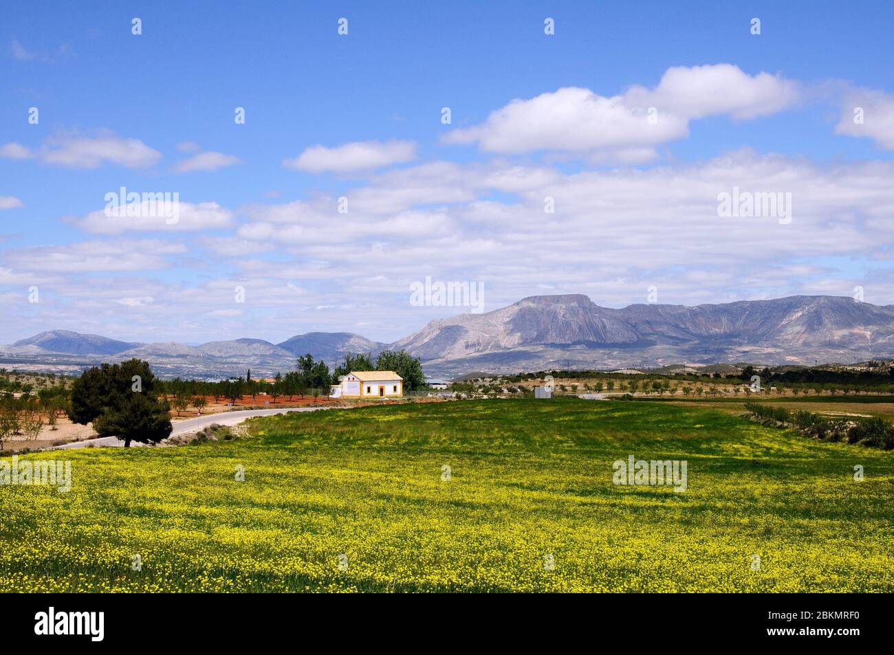 Spring flowers in field with the Sierra de Maria mountains to the rear, Puertecico, Almeria Province, Andalucia, Spain, Europe Stock Photo