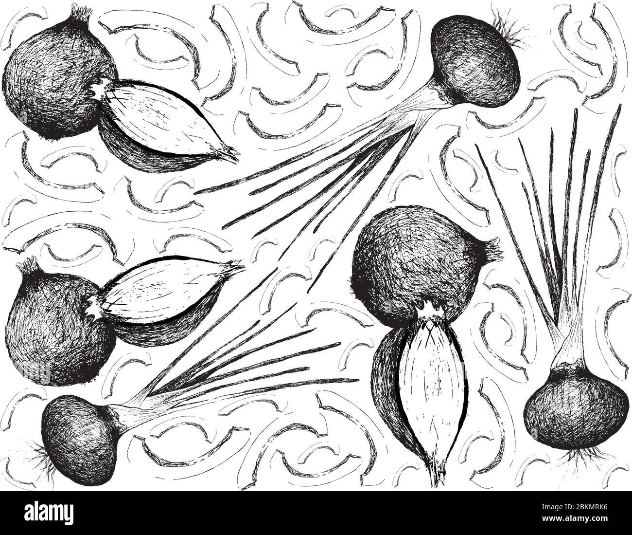 Herbal Plants, Illustration Hand Drawn Sketch of Fresh Shallots, Spanish Onions, or Red Onions Used for Seasoning in Cooking. Stock Vector
