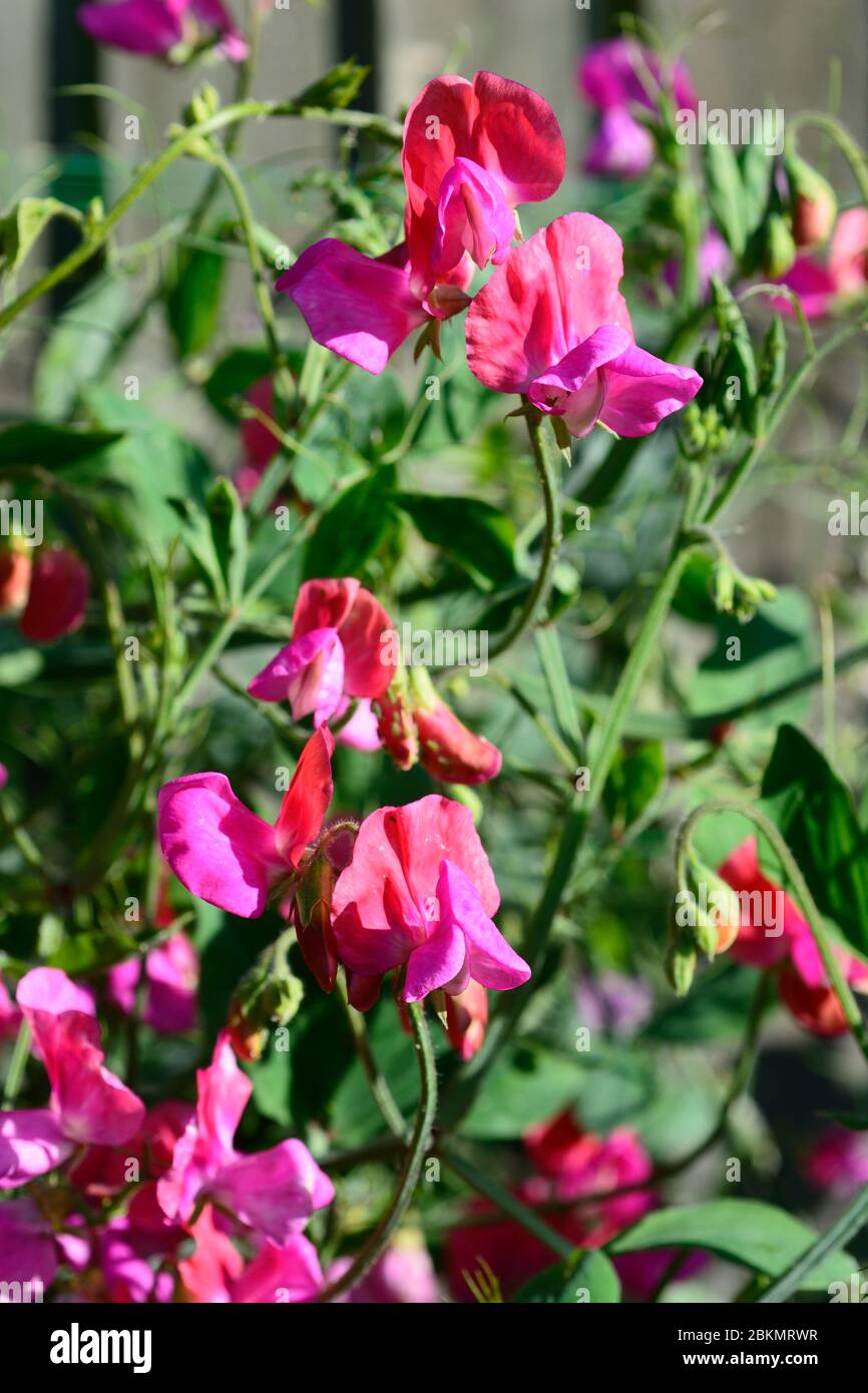 Pretty pink sweet pea plant in full bloom, England, UK. Stock Photo