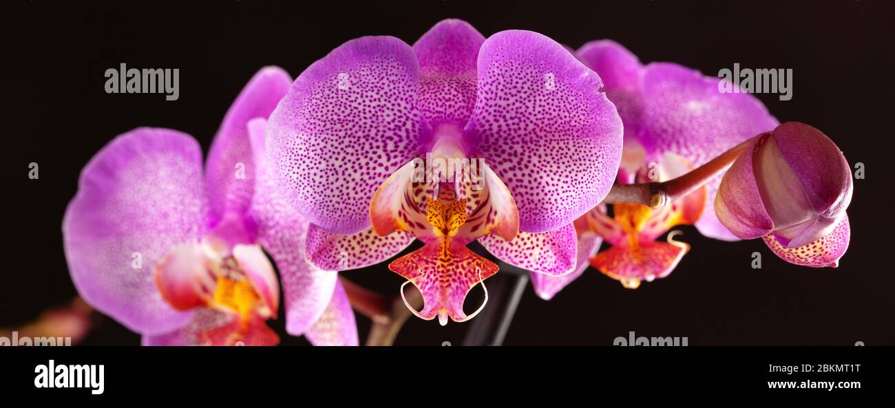 purple orchid flower and bud on a black background, pink orchid flower macro shot with studio lighting Stock Photo