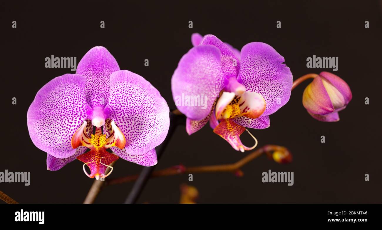purple orchid flower and bud on a black background, pink orchid flower macro shot with studio lighting Stock Photo