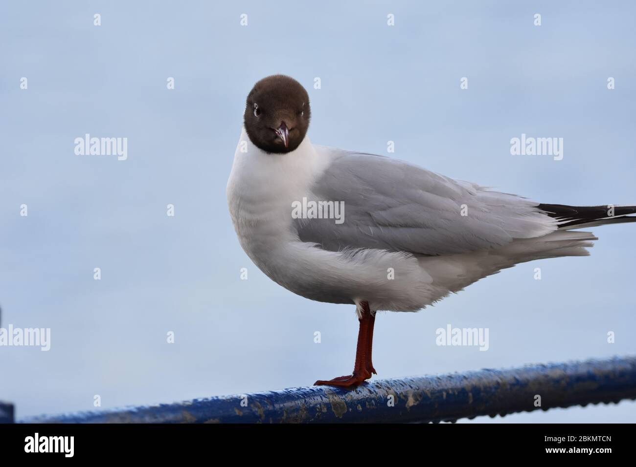 A bird Stock Photo