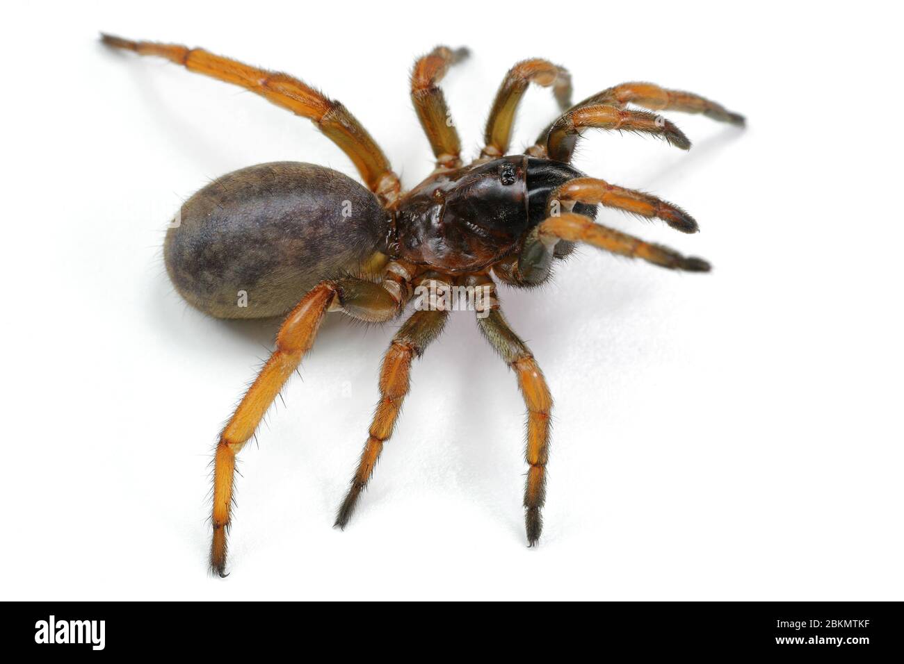 Mygale High Resolution Stock Photography And Images Alamy
