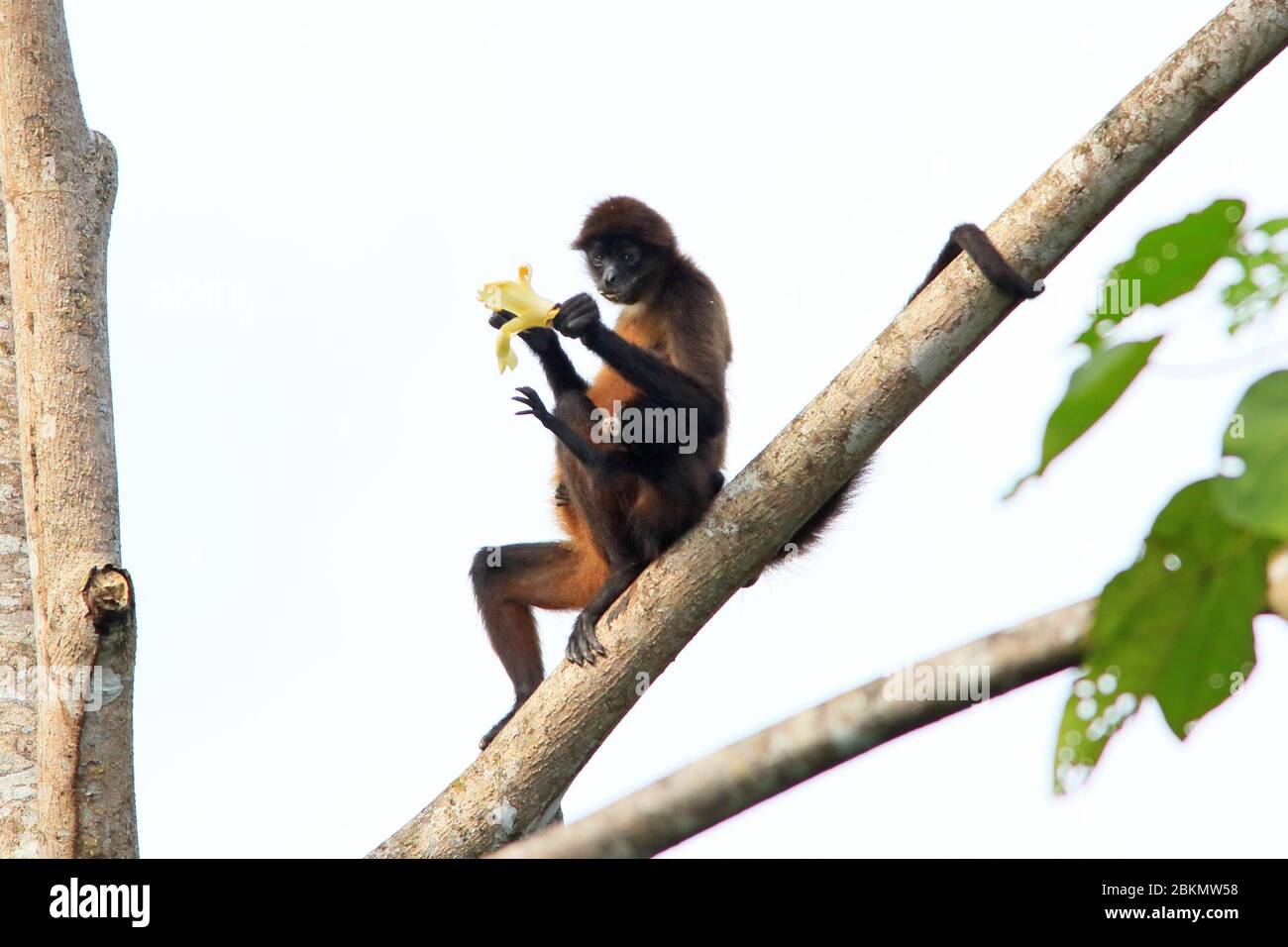 Central American Spider Monkeys (Ateles geoffroyi) – female with baby