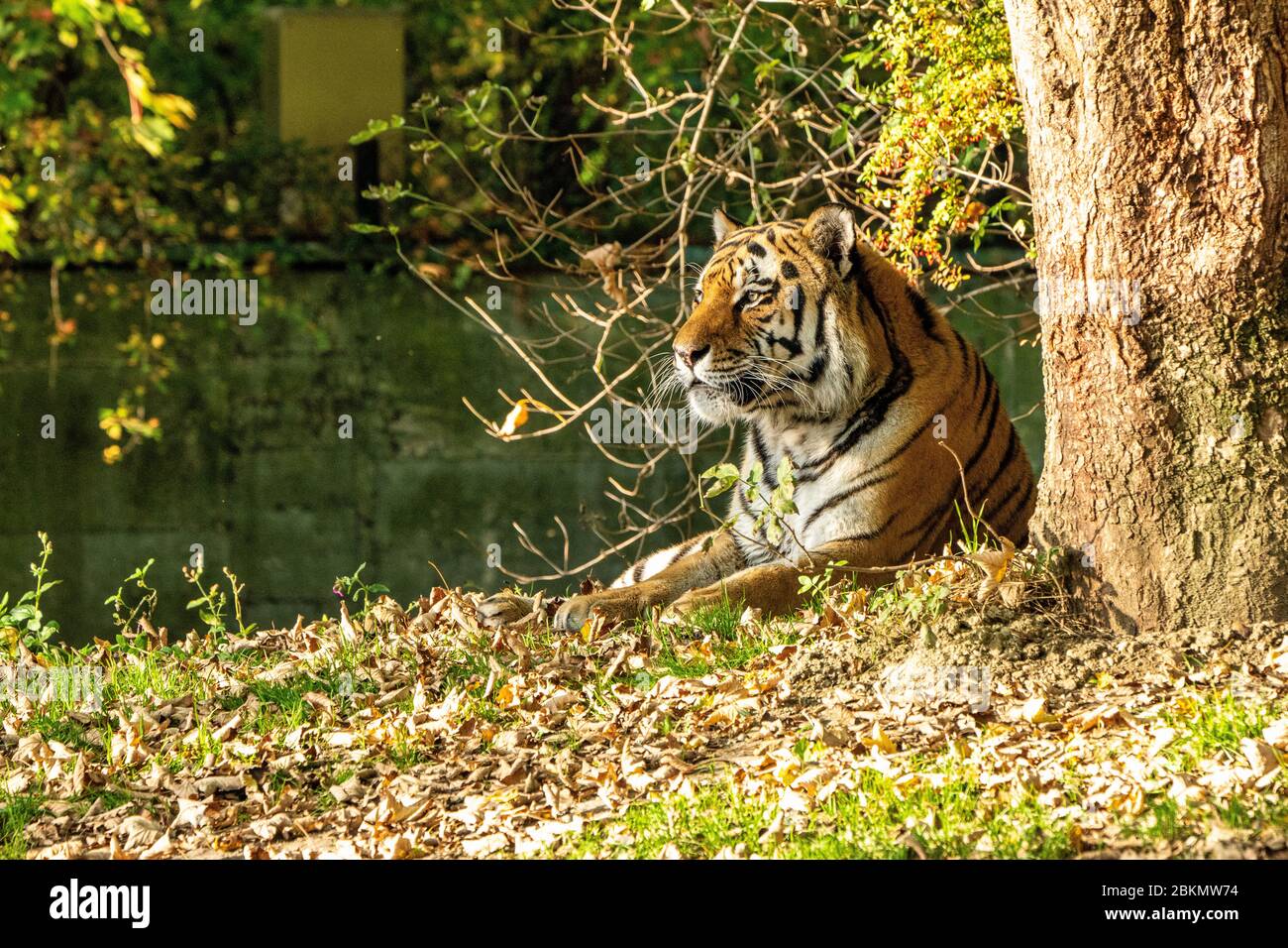 biggest siberian tiger ever
