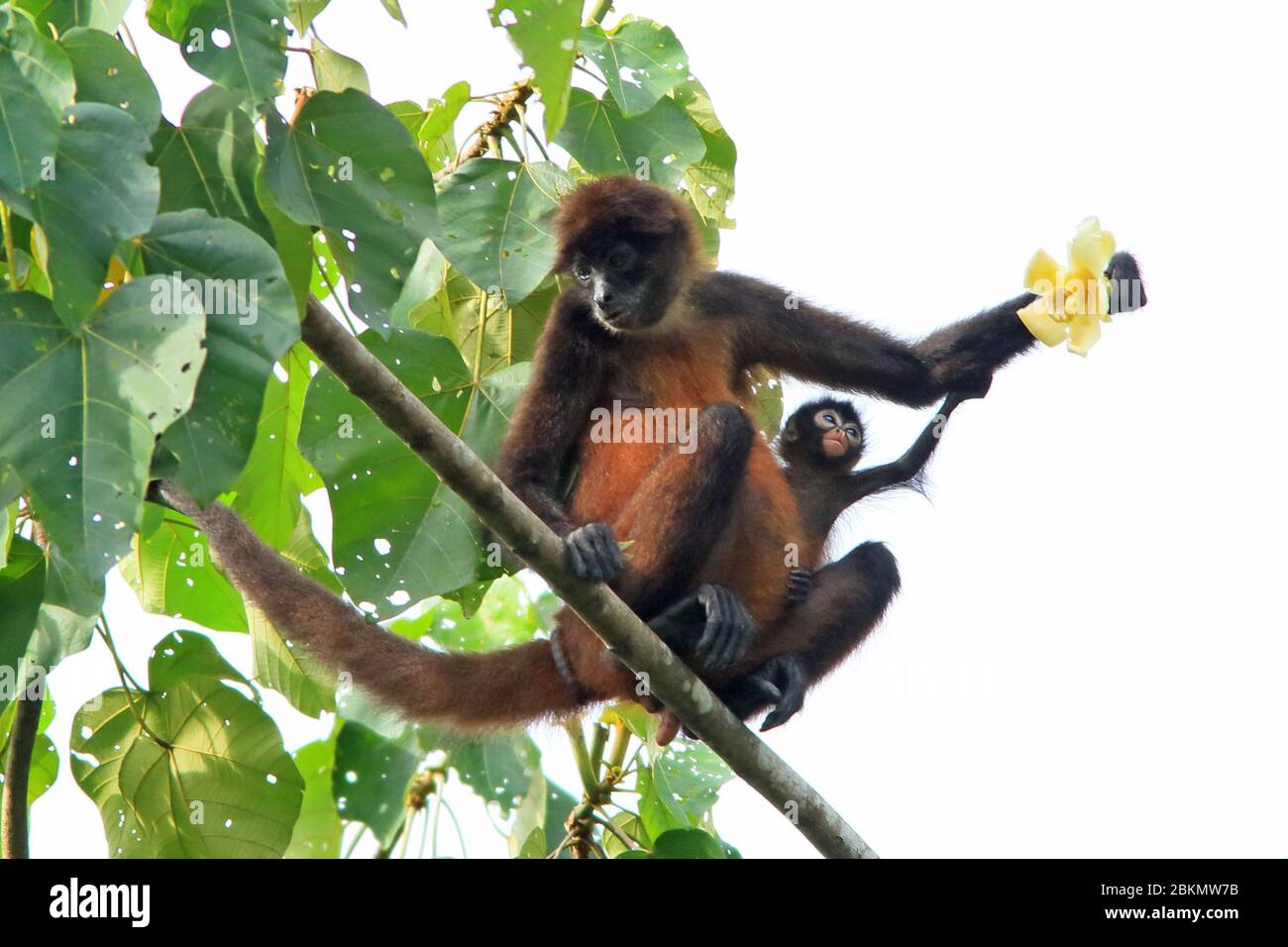 Central American Spider Monkeys (Ateles geoffroyi) – female with baby