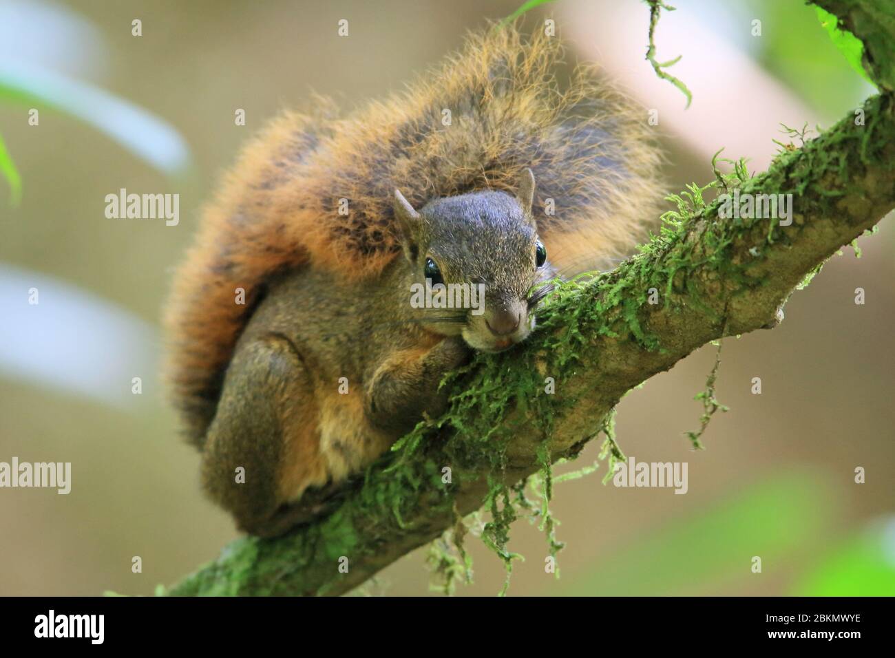 Red-tailed Squirrel (Sciurus granatensis) on branch. Lowland rainforest, Corcovado National Park, Osa Peninsula, Costa Rica. Stock Photo