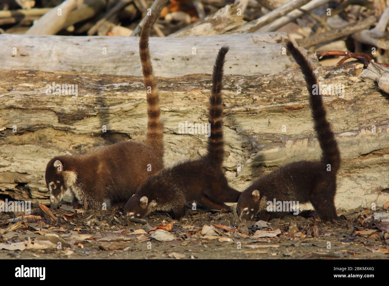 White-nosed coatis (Nasua narica) foraging on a beach. Corcovado National Park, Osa Peninsula, Costa Rica. Stock Photo