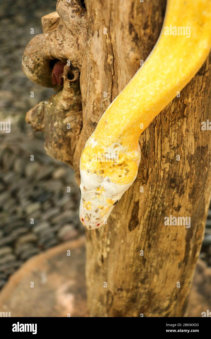 Adult individual snake strangler on dry branch. Close up of a yellow snake boa wrapped around a tree branch and looking arround. Curious python albino Stock Photo