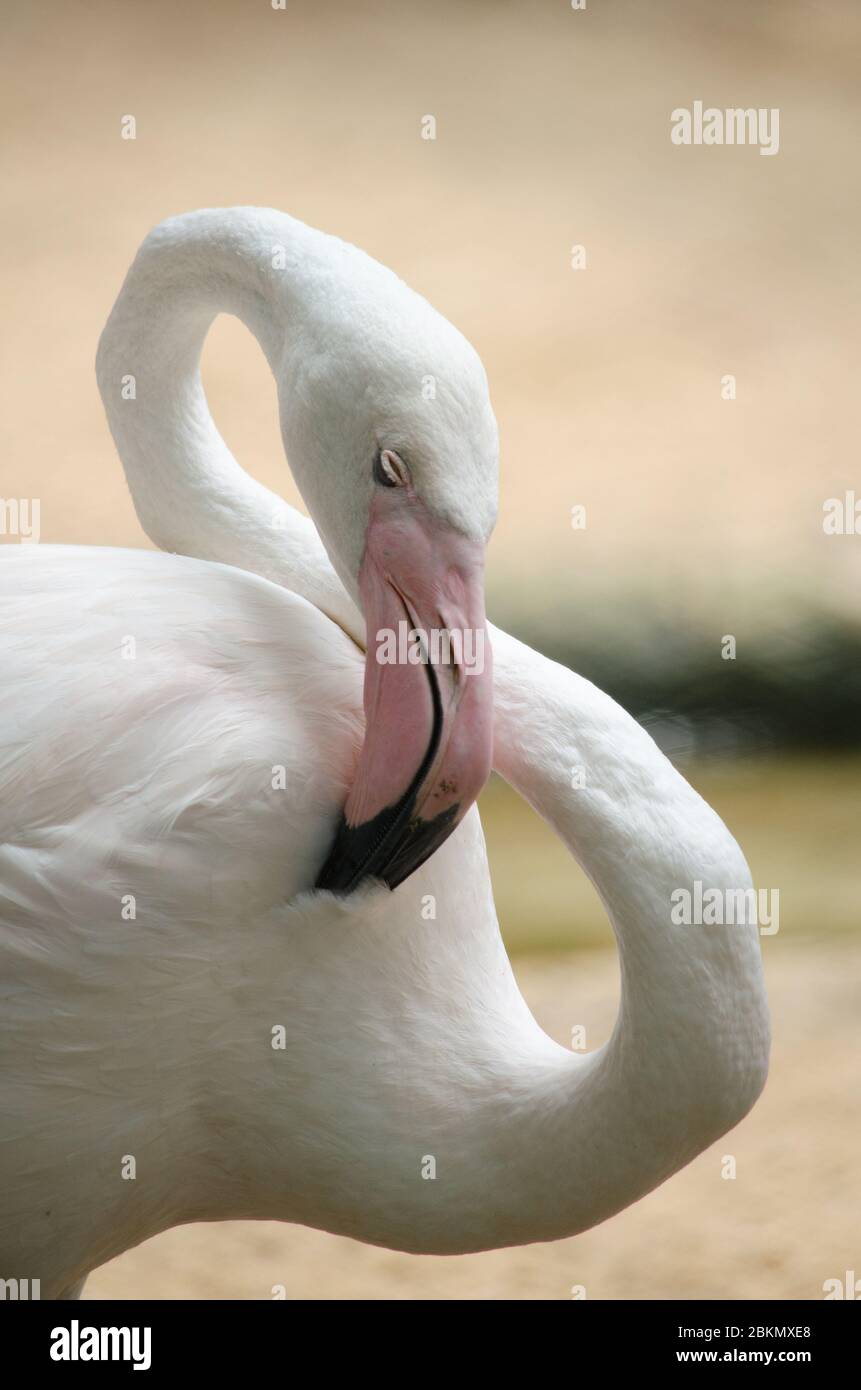 Pink flamingo live in lake and have green background Stock Photo Alamy
