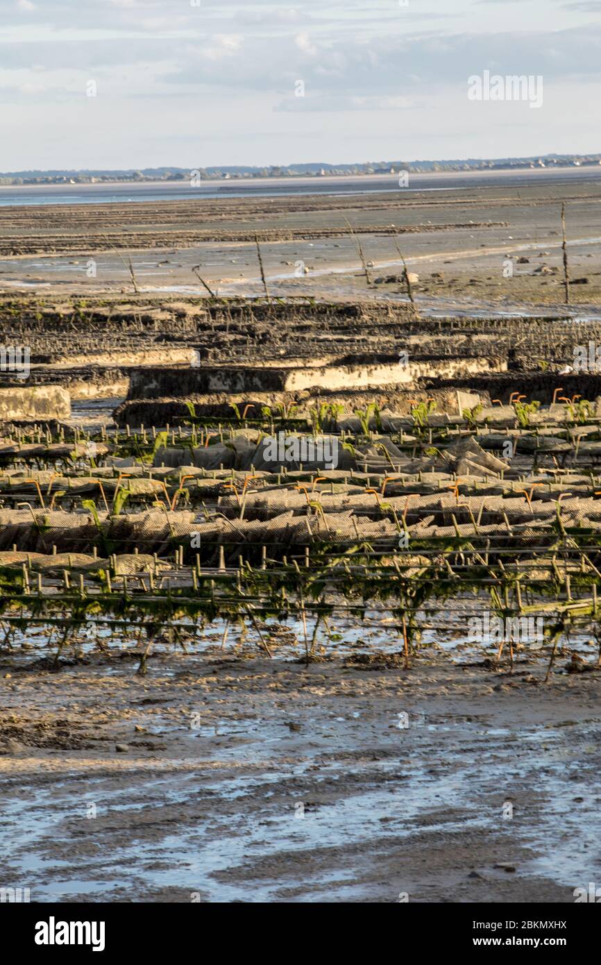 Oyster beds at low tide in oyster farm, Cancale, Brittany, France Stock
