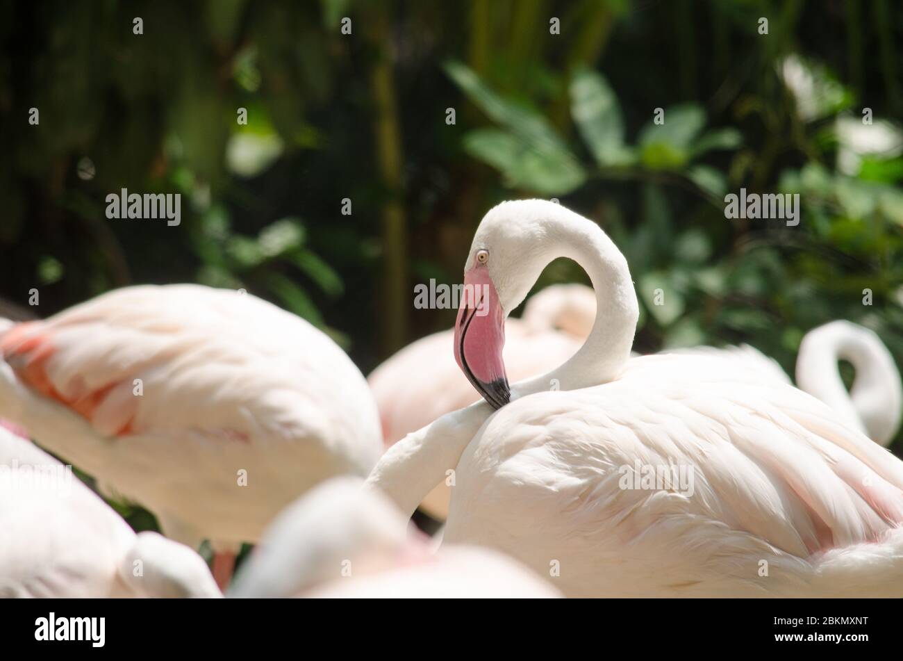 Pink flamingo live in lake and have green background Stock Photo Alamy