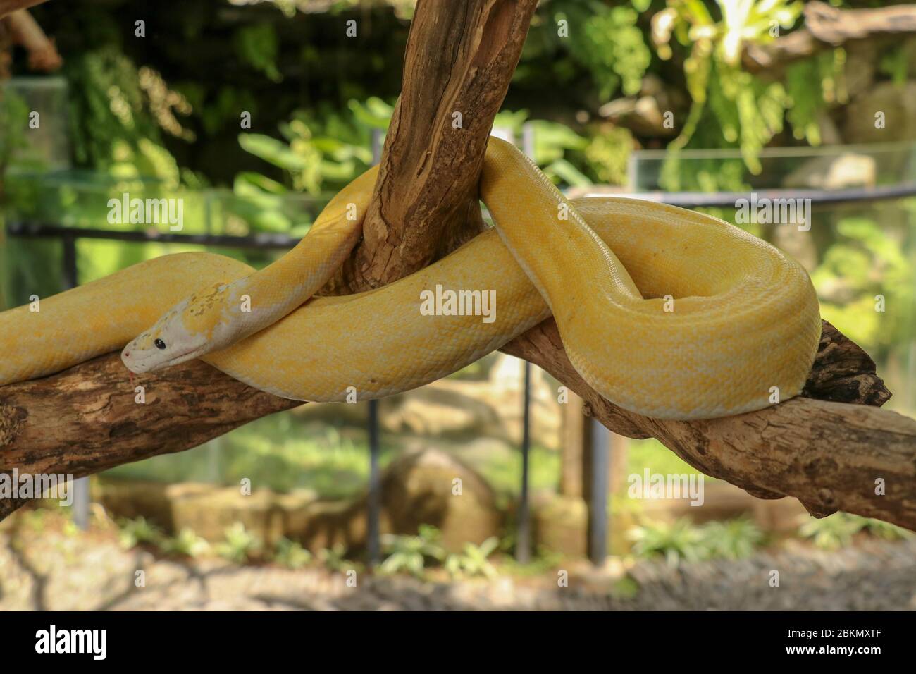 Adult individual snake strangler on dry branch. Close up of a yellow snake boa wrapped around a tree branch and looking arround. Curious python albino Stock Photo