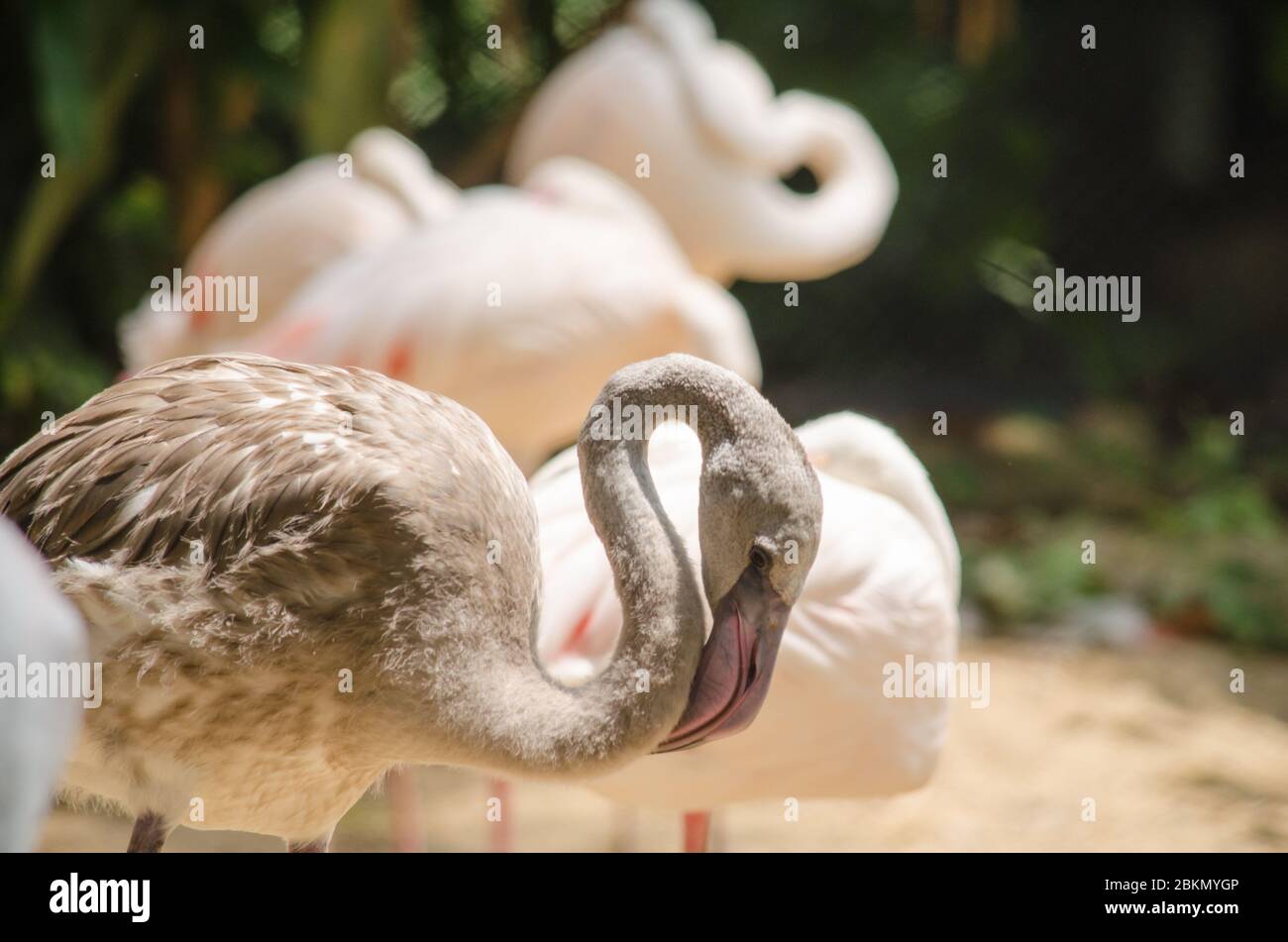 Pink flamingo live in lake and have green background Stock Photo Alamy