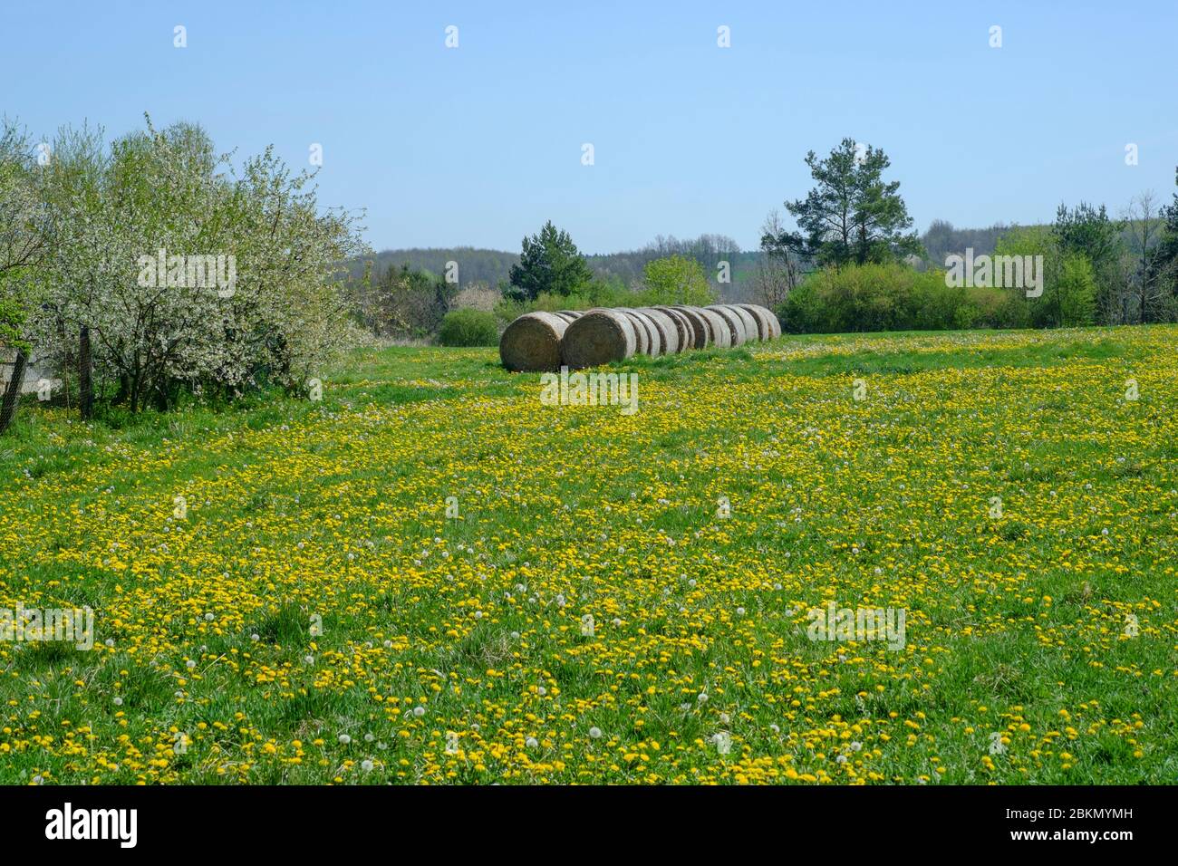 rural field full of common dandelions taraxacum officinale in spring zala county hungary Stock Photo