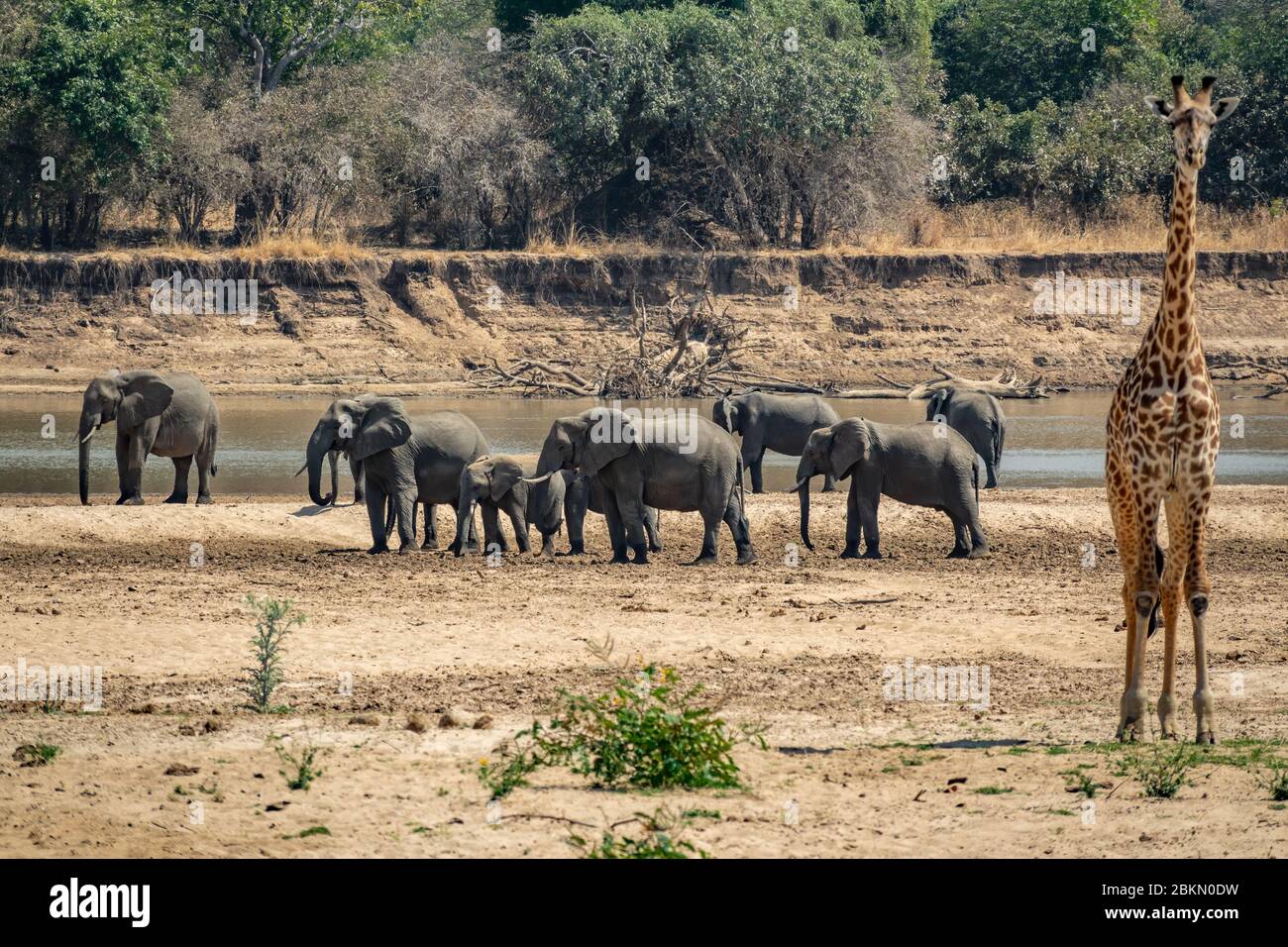 Group of elephants near river with blurred giraffe Stock Photo