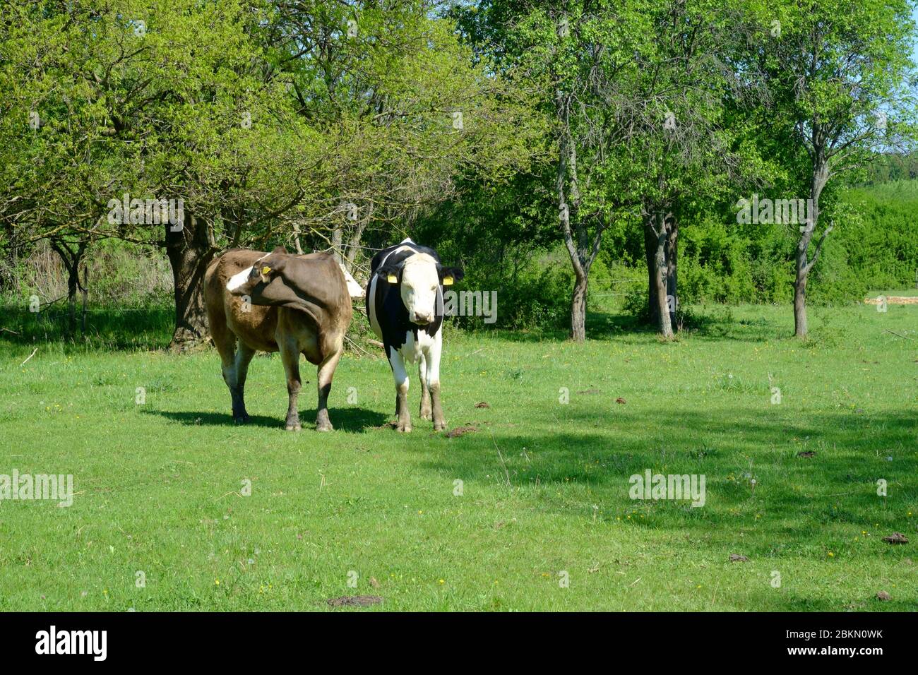 Holstein cows grazing hi-res stock photography and images - Alamy