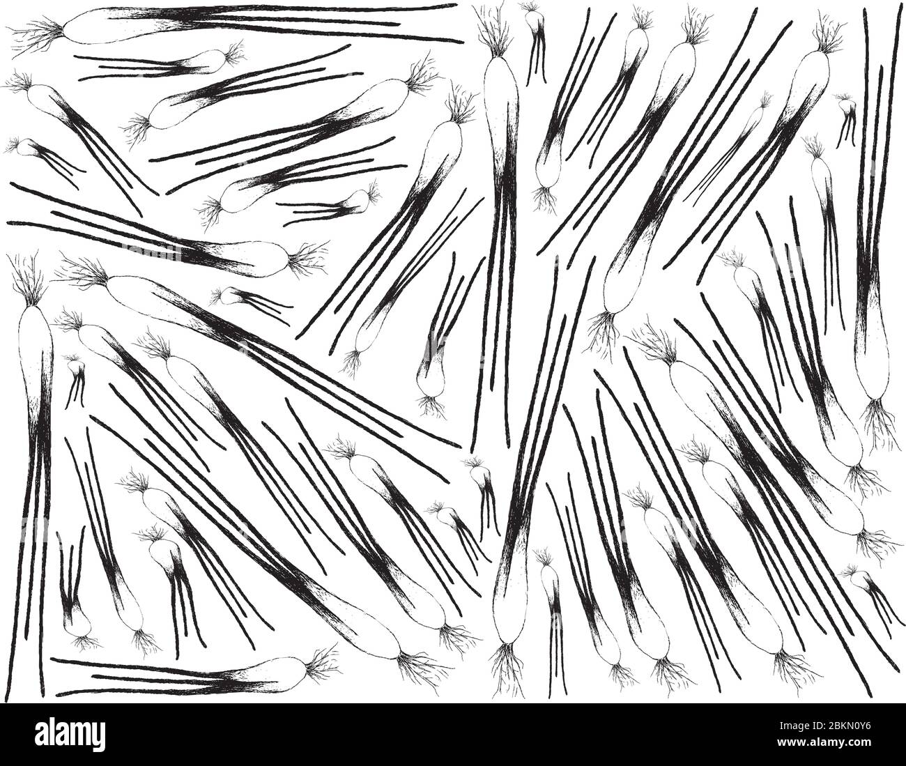 Herbal Plants, Illustration Hand Drawn Sketch Background of Fresh Shallots, Spanish Onions, or Red Onions Used for Seasoning in Cooking. Stock Vector