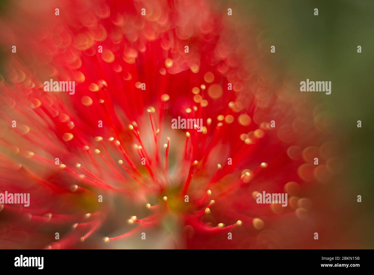 Close-up and dreamy image of the red Pohutukawa flowers Stock Photo