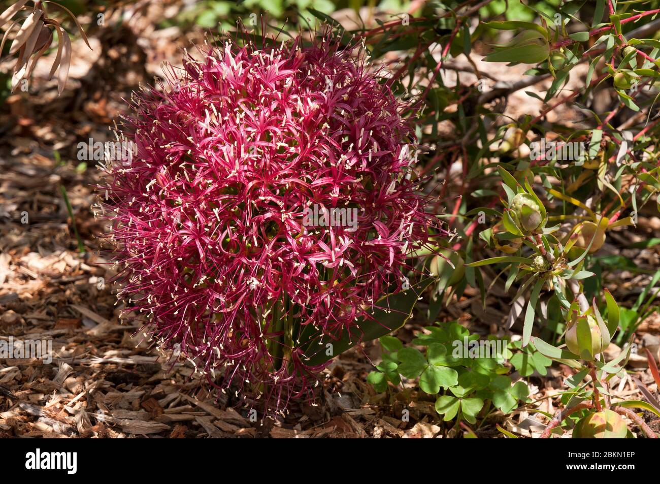Sydney Australia, head of pink flowers of a Boophone disticha or tumbleweed a native of Africa Stock Photo