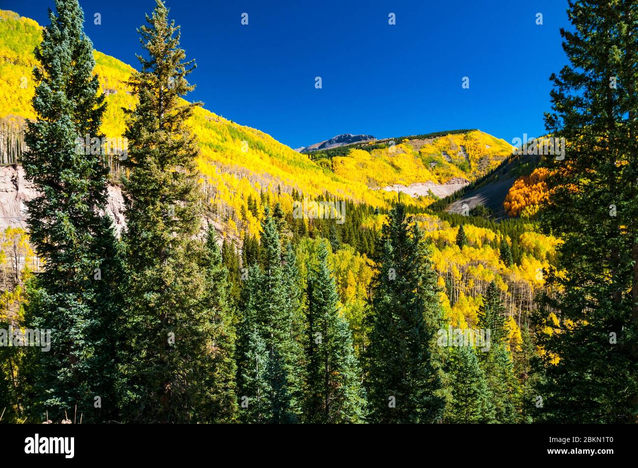 Aspen fall foliage in the mountains, Colorado, USA Stock Photo Alamy