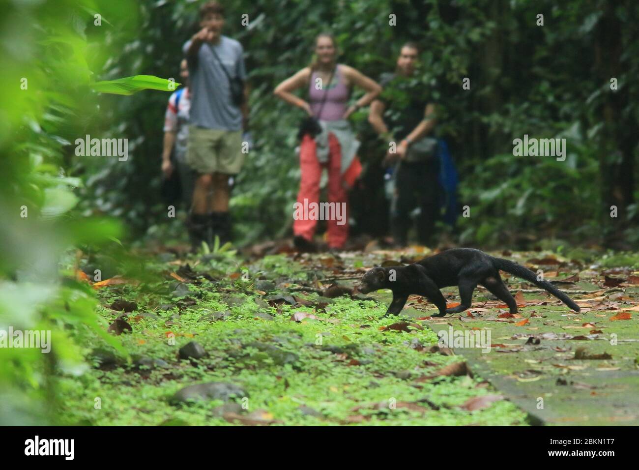 Tourists watching a Tayra (Eira Barbara) crossing a trail. Lowland