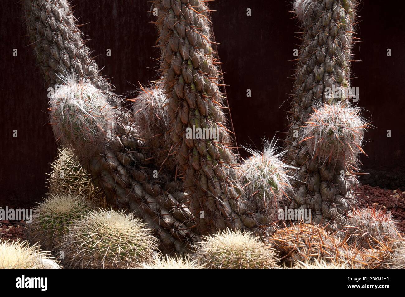 Sydney Australia, Oreocereus celsianus or 'old man of the mountain' surrounded by golden barrel cactus Stock Photo