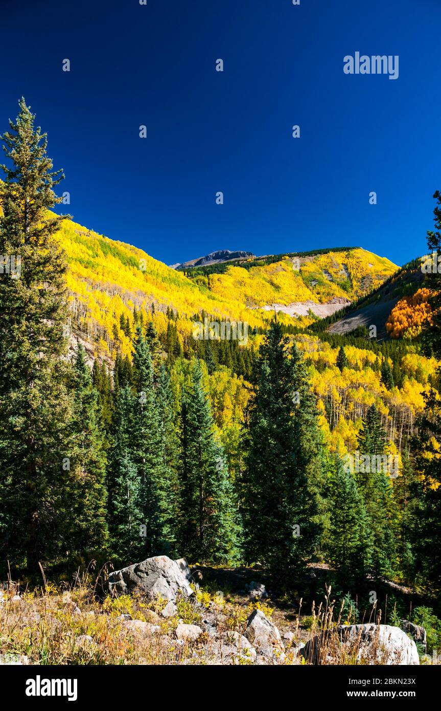Aspen Tree Fall Foliage Colorado High Resolution Stock Photography and