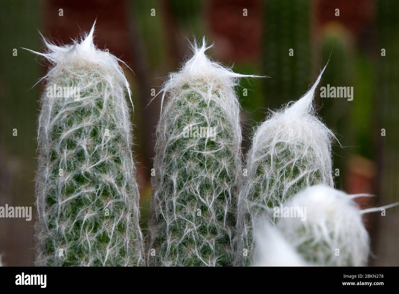 Sydney Australia, woolly tops of a touch cactus in garden Stock Photo