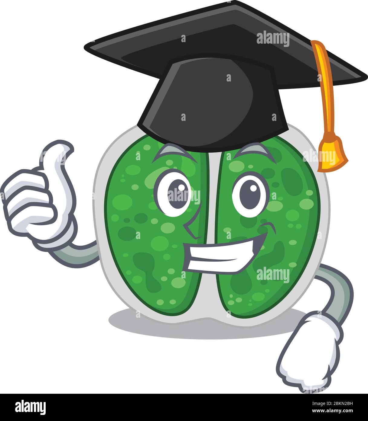 Coccus bacteria Cut Out Stock Images & Pictures - Alamy