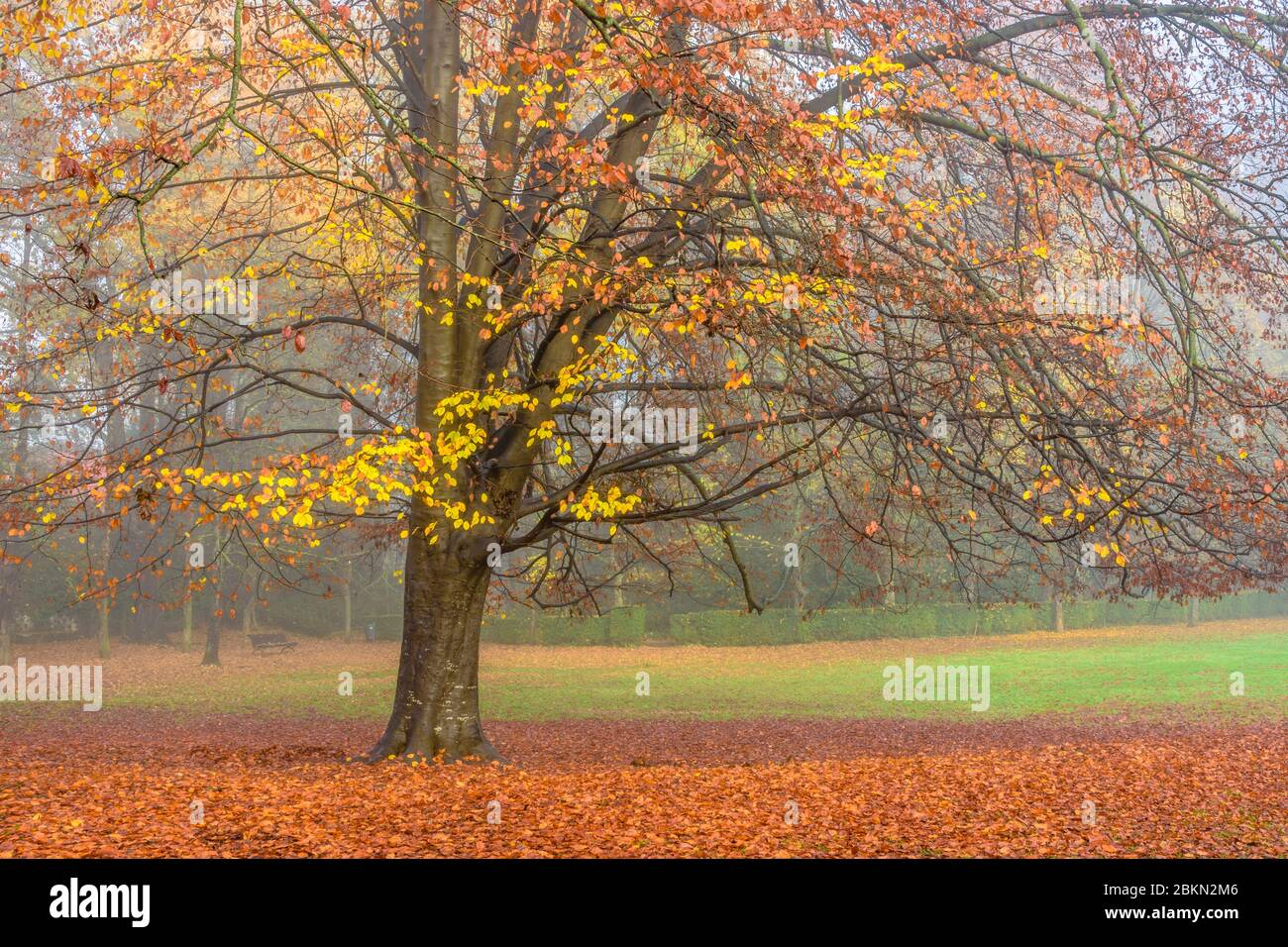 Colorful trees in the park Stock Photo - Alamy