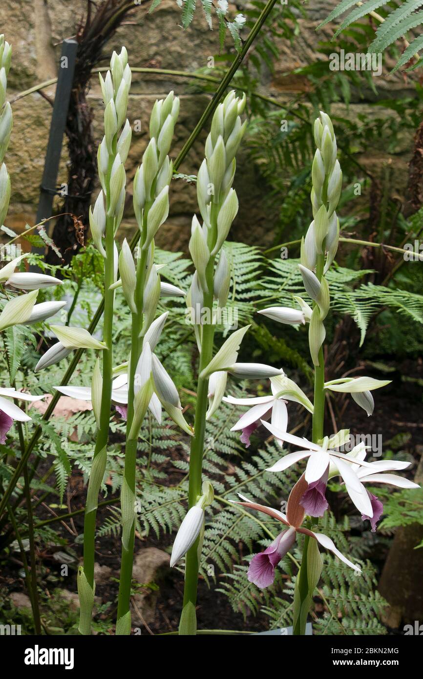 Sydney Australia, flower stems of a phaius tankervilleae var. australis