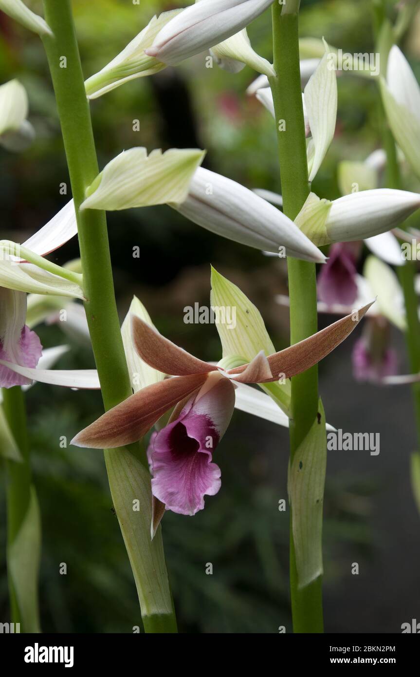 Sydney Australia, flowers of a phaius tankervilleae var. australis or lesser swamp orchid Stock Photo
