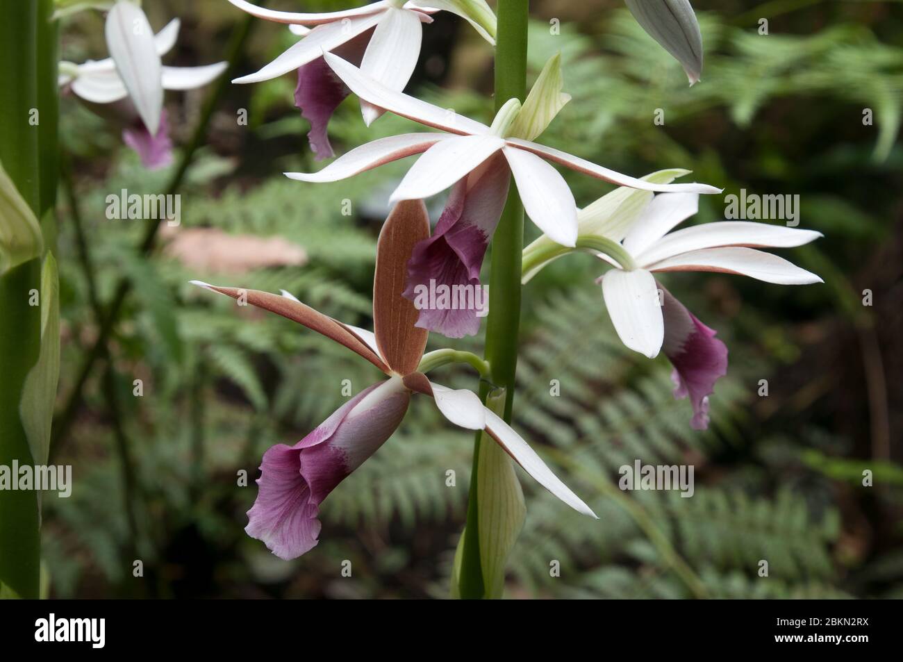 Sydney Australia, flowers of a phaius tankervilleae var. australis or lesser swamp orchid Stock Photo