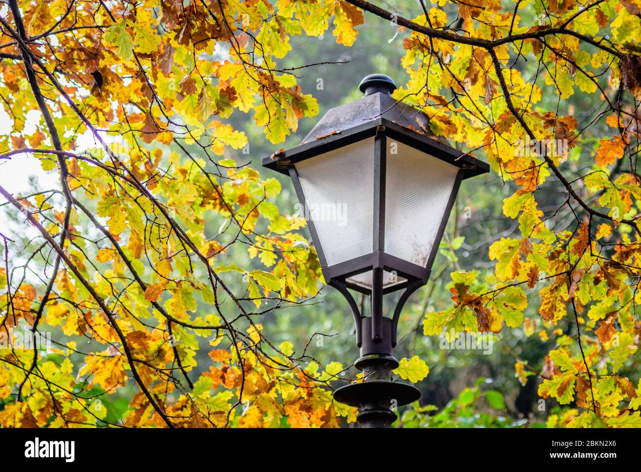 Beautiful old lamp with a beautiful foliage background in the autumn. Stock Photo