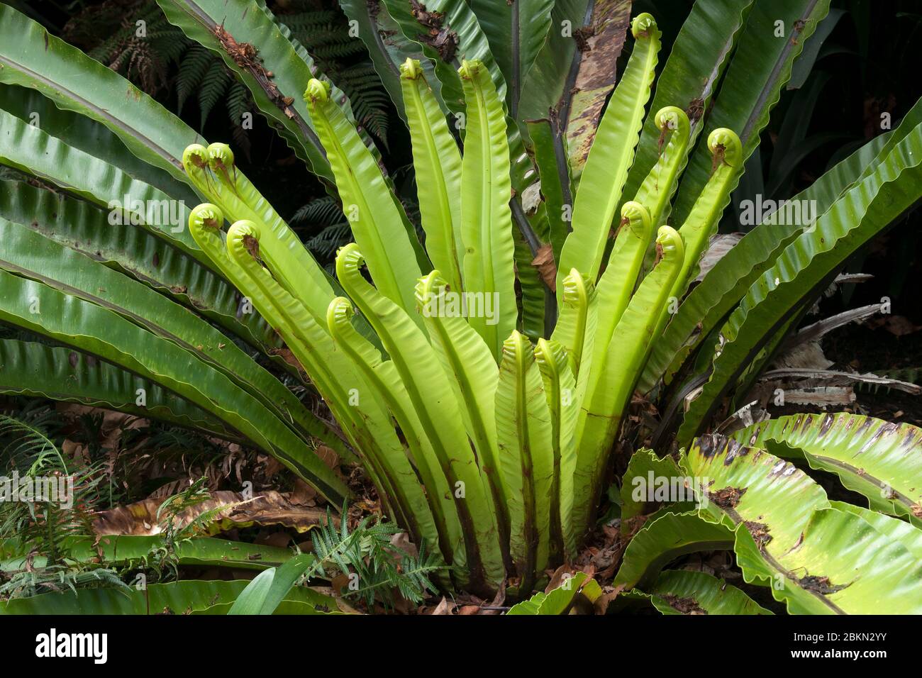 Sydney Australia, new growth of a asplenium australasicum or bird's nest fern in sunlight Stock Photo