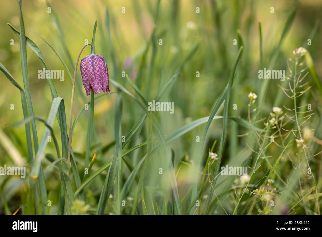 Close up of an endangered wild Chess Flower (Fritillaria meleagris) or snake's head fritillary on a sunny day in April. A beautiful fragile purple and Stock Photo