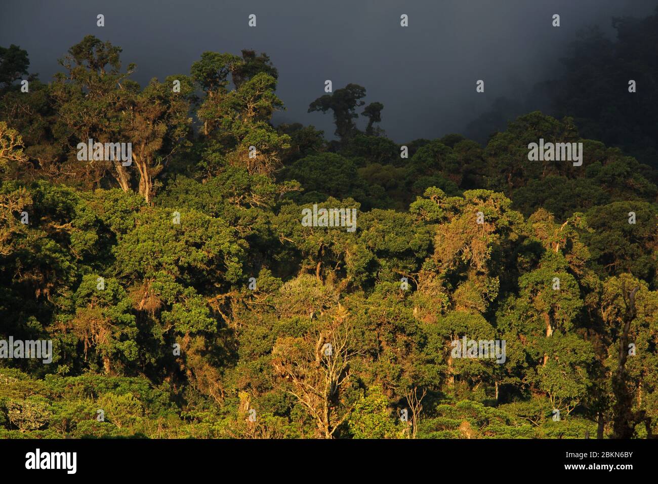 Cloudforest in La Amistad National Park, Las Tablas; near San Vito, Costa Rica Stock Photo